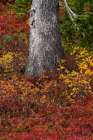 Huckleberry bushes and mountain ash in autumn hues in Mount Rainier National Park, Washington State Art Print